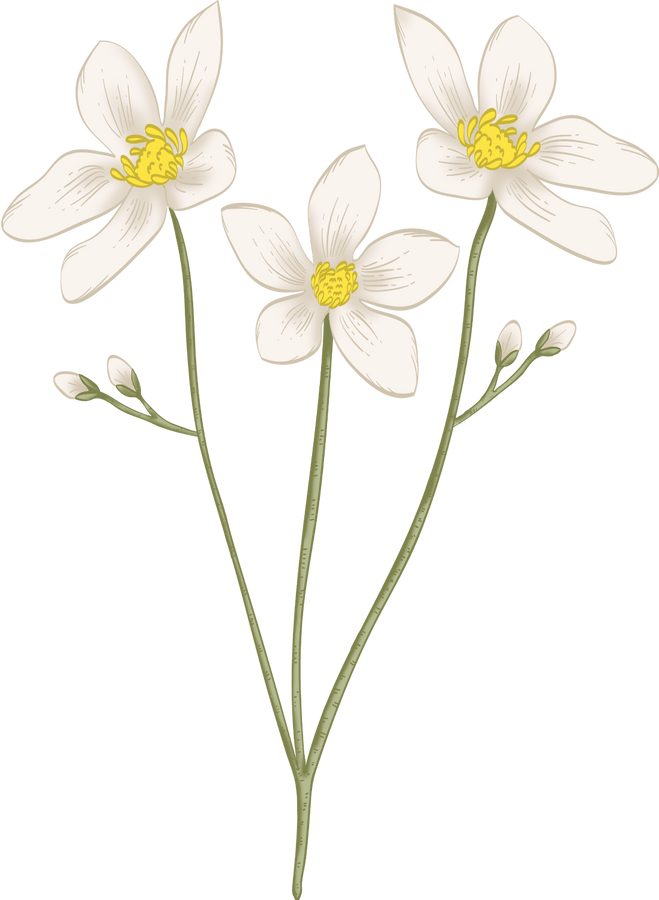 Colored Detailed Vintage Sampaguita