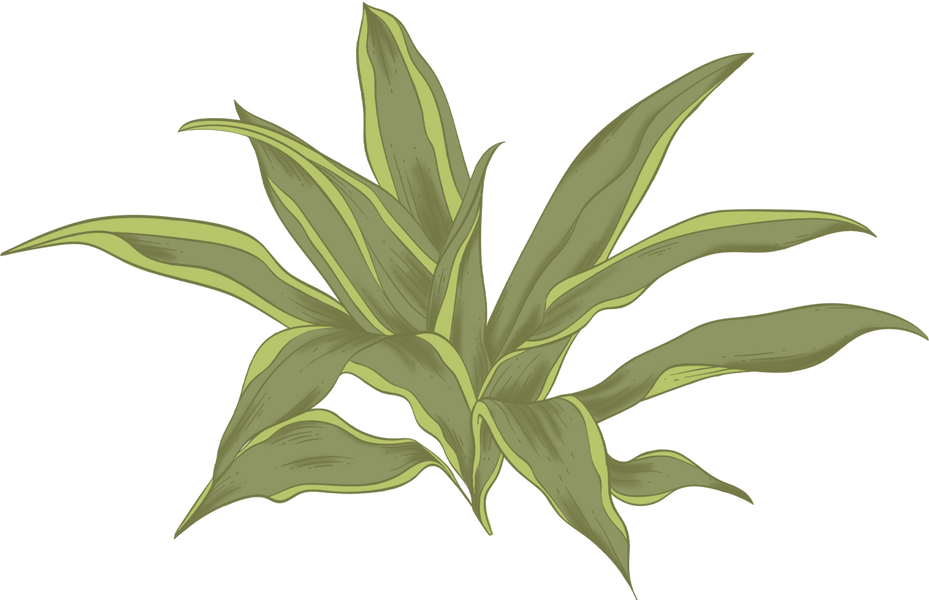 Colored Detailed Vintage Lemon Lime Dracaena