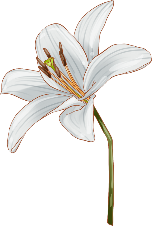 Indonesia Anime Style Lily